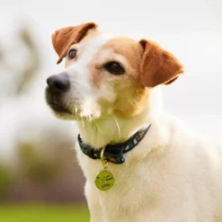 Disney Critters Dog Collar -Disney Sales 6504048310005M 2